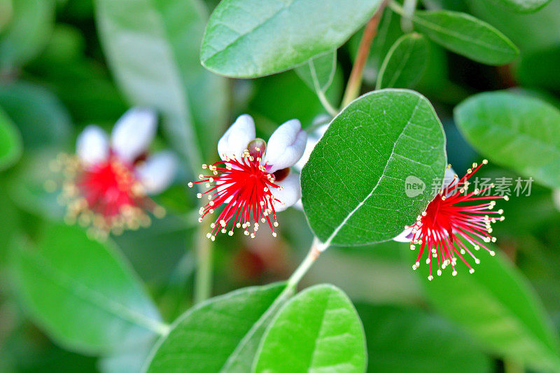 费约花/菠萝番石榴/六甲花/